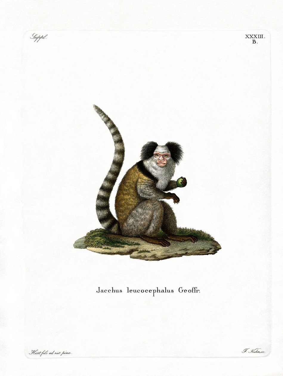 Hvidhovedet marmoset (farvet gravering) af German School