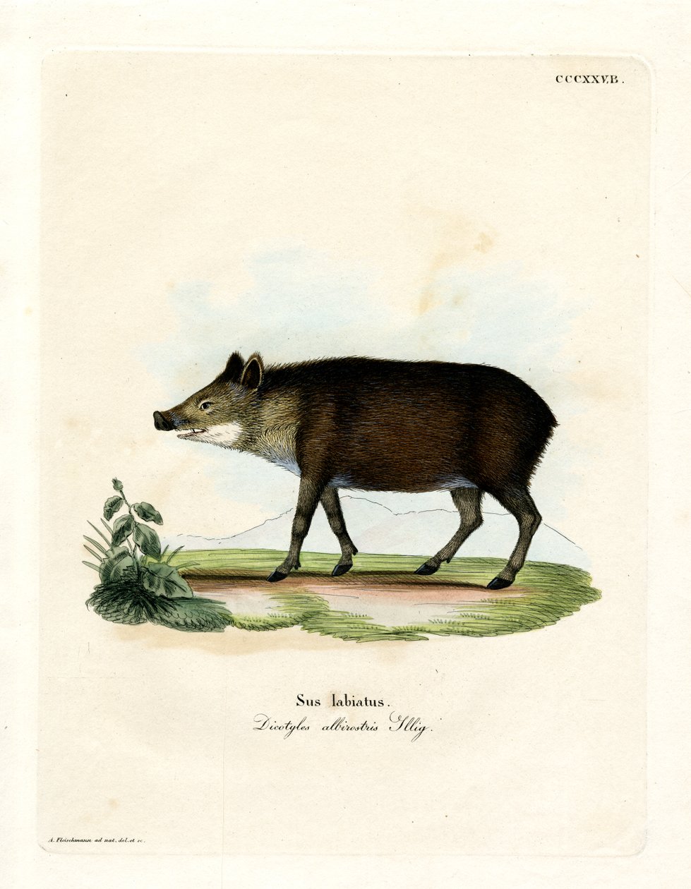 Peccary med hvidlæber (farvet gravering) af German School