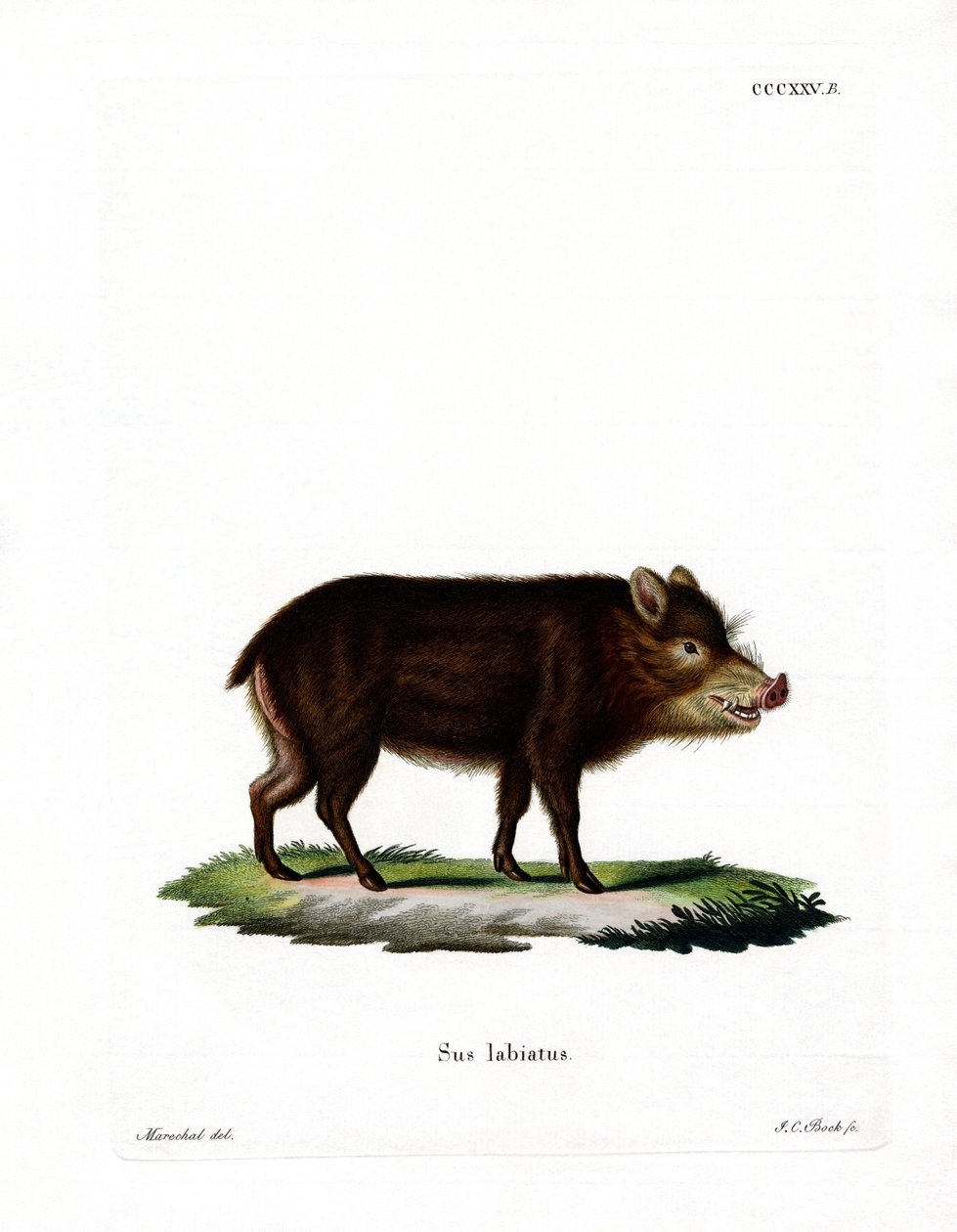 Hvidlæbet Peccary af German School