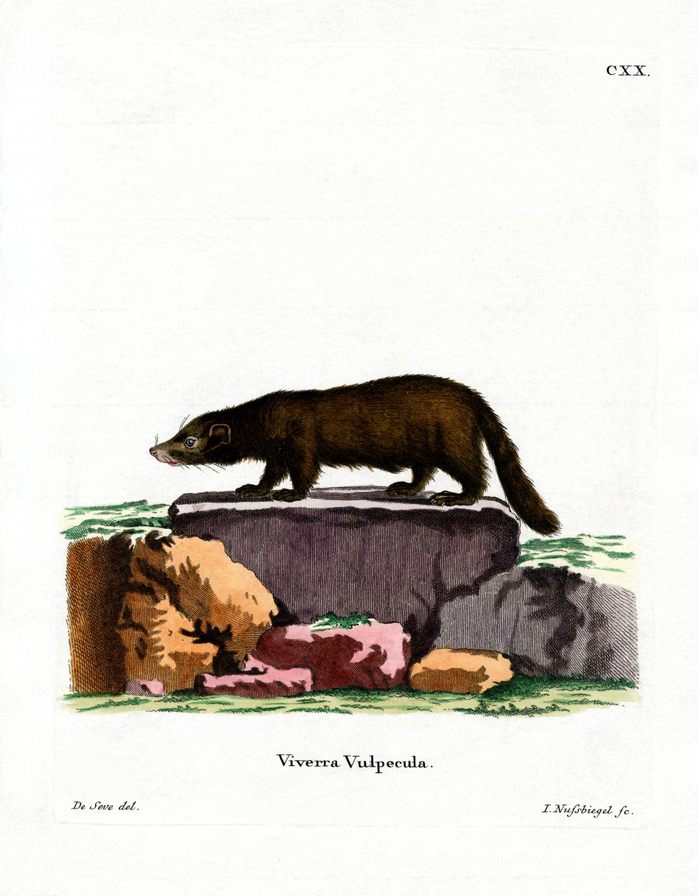 White-nosed Coati (farvet gravering) af German School