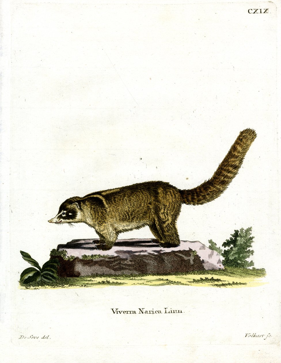 White-nosed Coati (farvet gravering) af German School