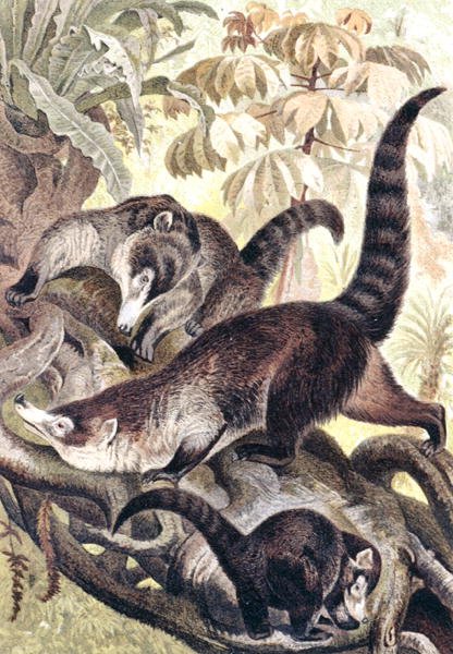 White-nosed Coati, tallerken fra "Brehms Tierleben: Allgemeine Kunde des Tierreichs", bind 2, s.278, udgivet af Bibliographisches Institut af German School