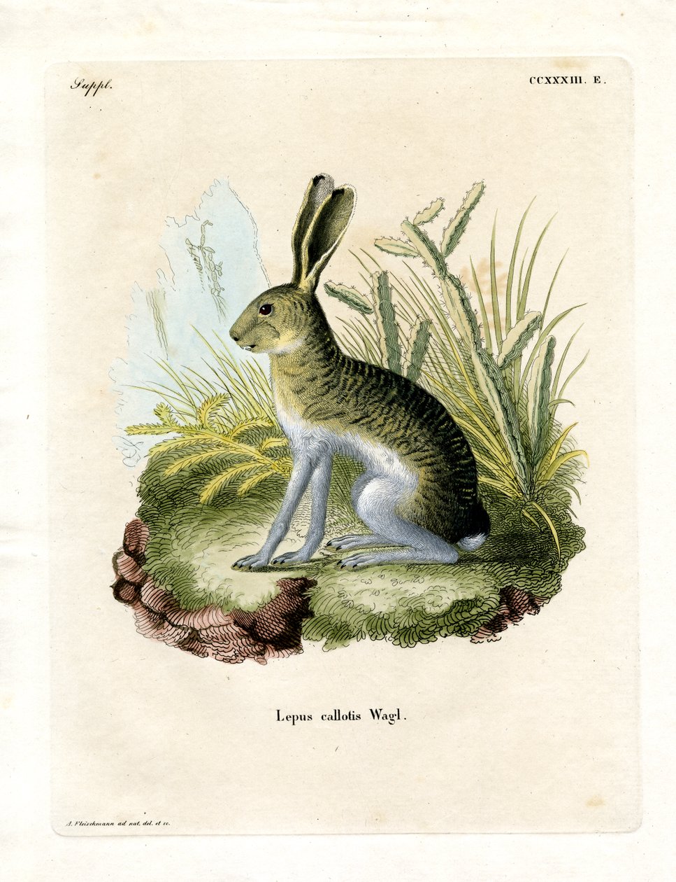 Hvidsidet Jackrabbit (farvet gravering) af German School
