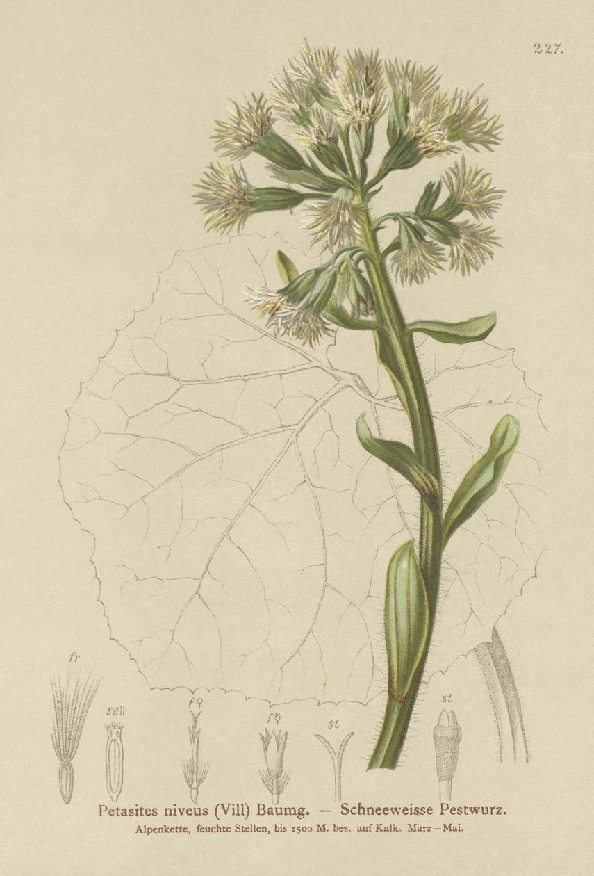 Hvid kæruld (Petasites niveus, Petasites albus) af German School
