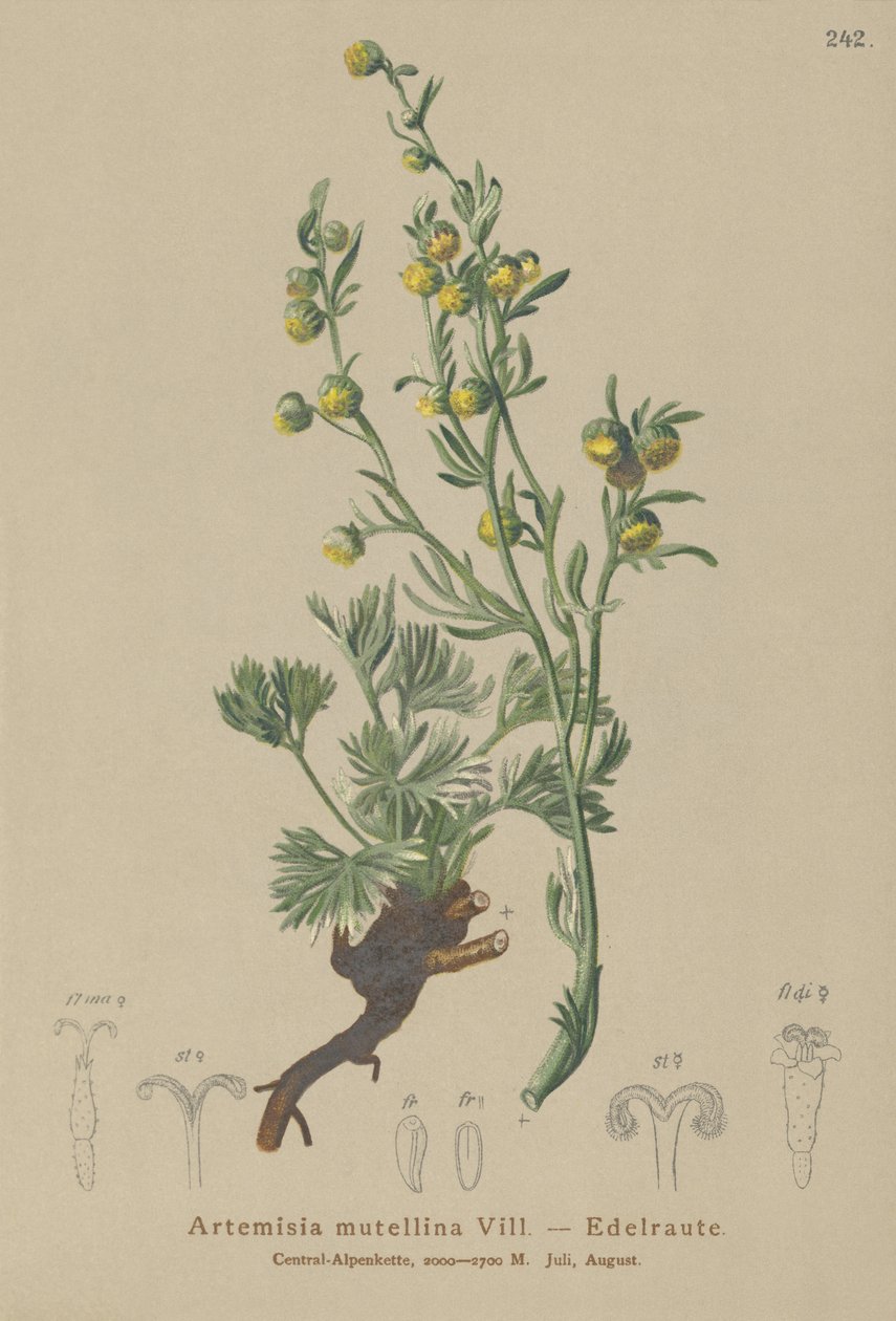Hvid genepi (Artemisia mutellina, Artemisia umbelliformis) af German School