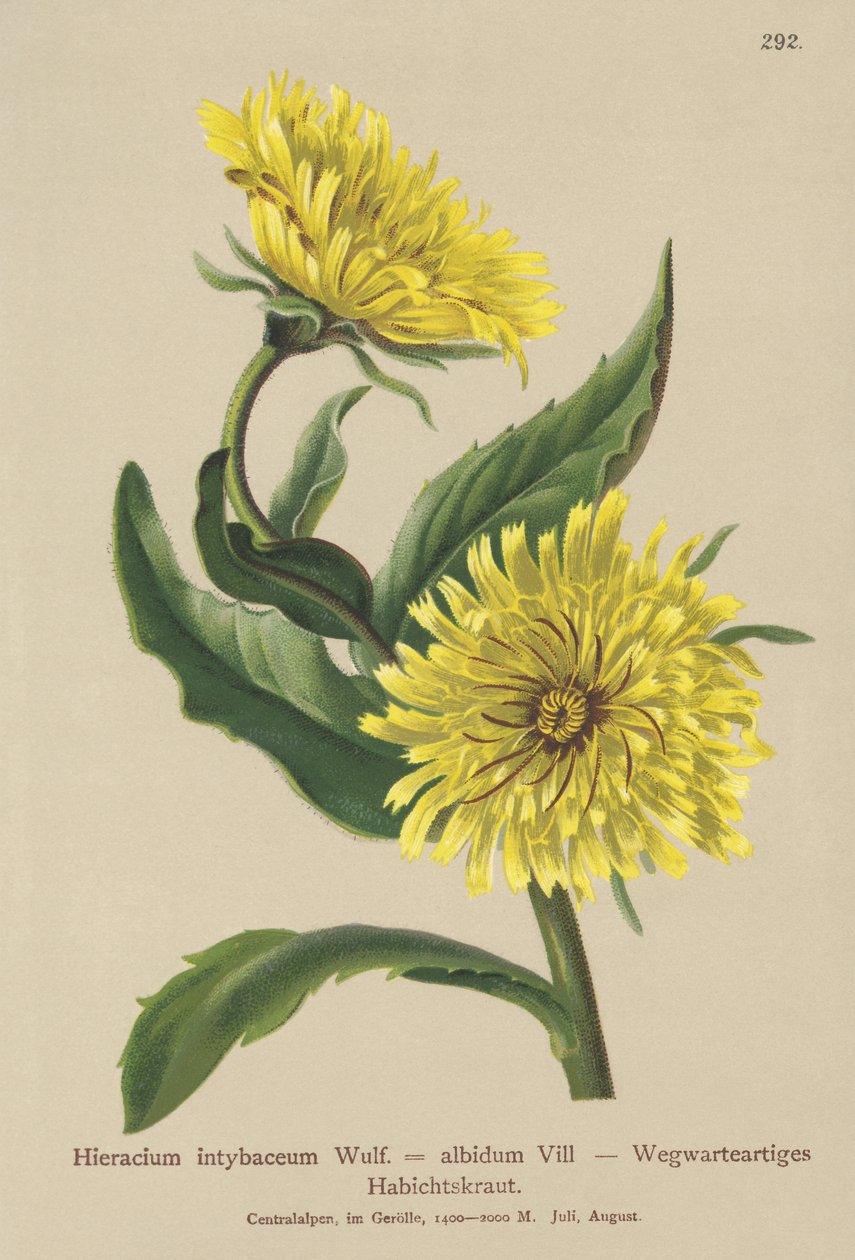 Hvid høgeurt (Hieracium intybaceum) af German School