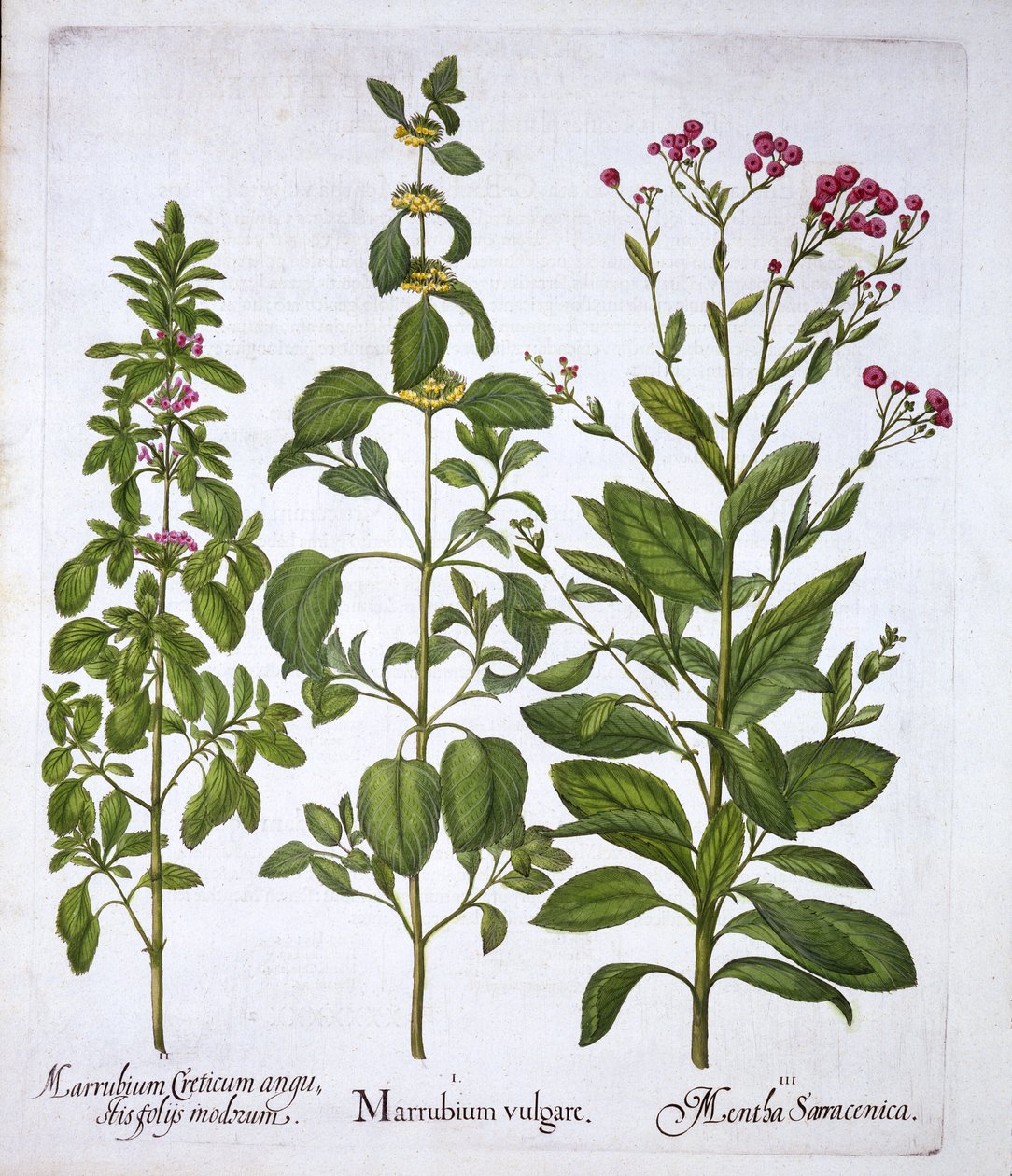 White Horehound, Horehound og Mint, fra Hortus Eystettensis, af Basil Besler (1561-1629), pub. 1613 (håndkoloreret gravering) af German School
