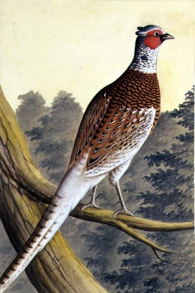 Hvid fasan, ca. 1740 (akvarel på papir) af German School