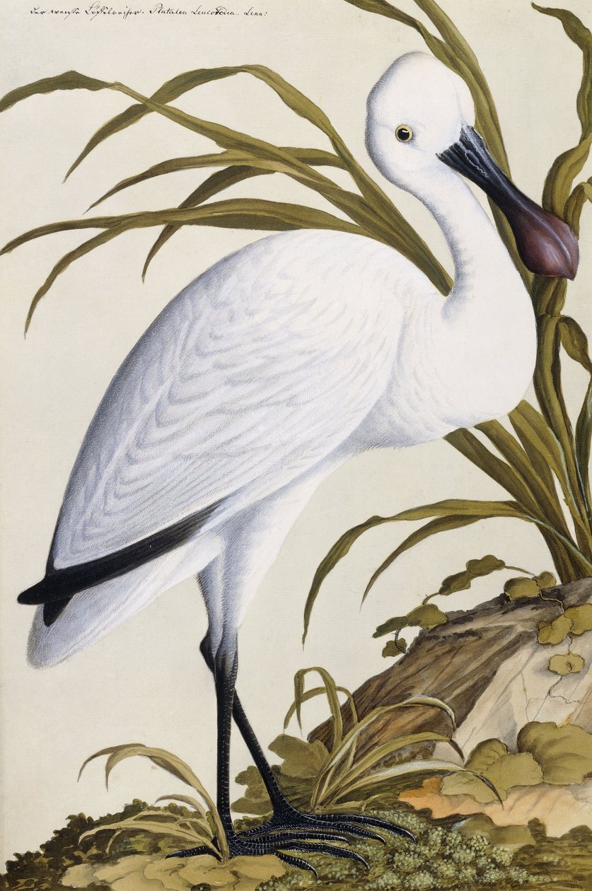 White Spoon Bill, 1750-1800dani af German School