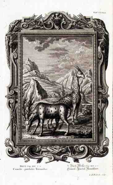 Vilde dyr, fra "Physica Sacra", graveret af Jacob Andreas Fridrich (1684-1751) Augsberg af German School