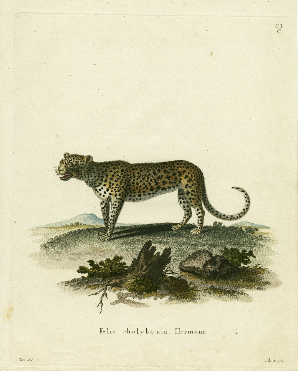 Wild Cat (farvet gravering) af German School