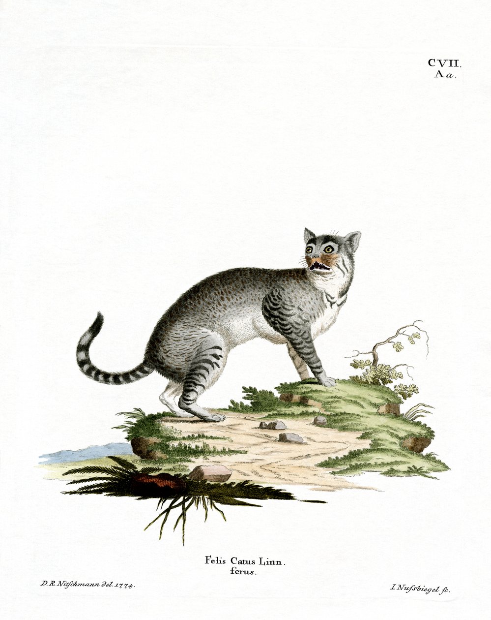 Wildcat (farvet gravering) af German School