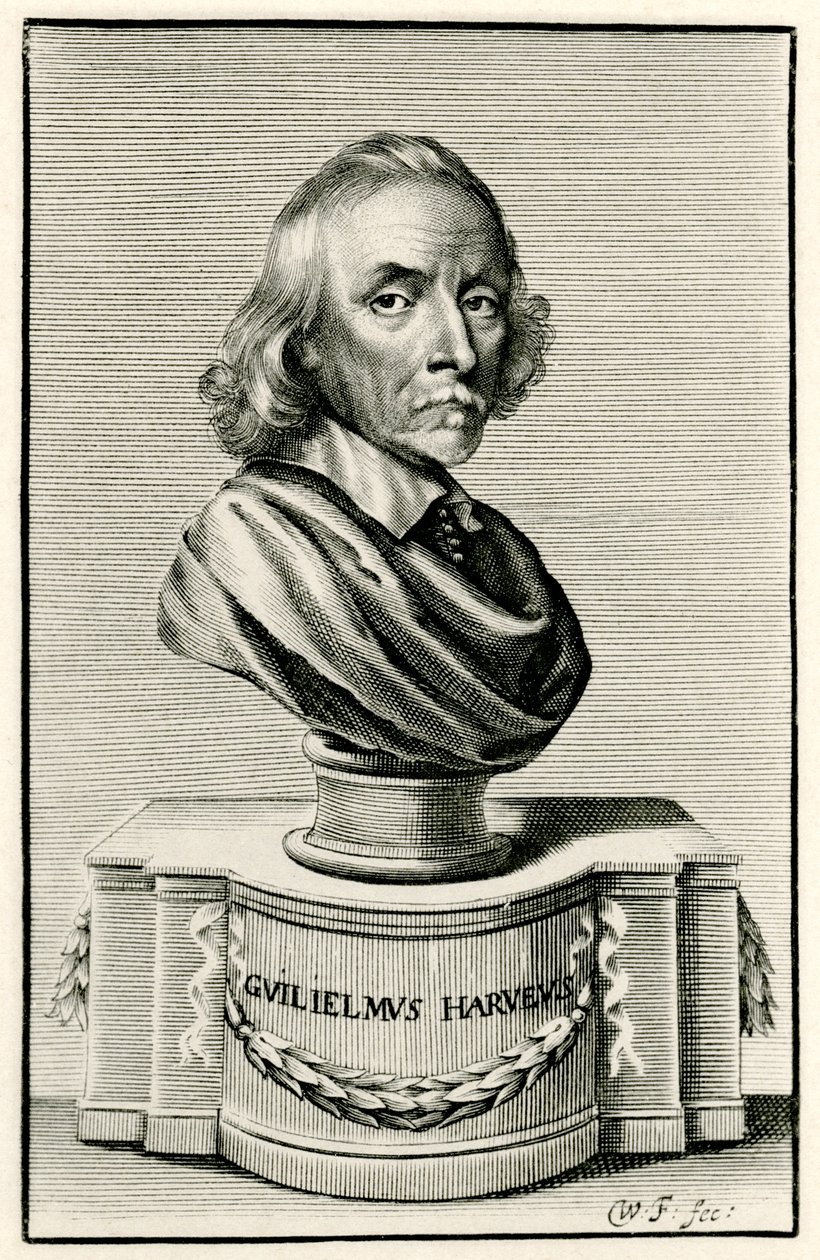 William Harvey af German School