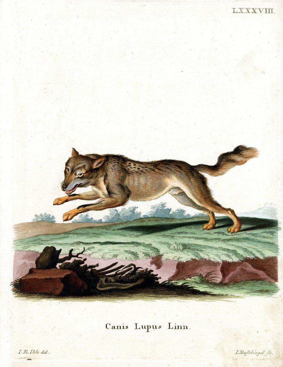 Wolf (farvet gravering) af German School
