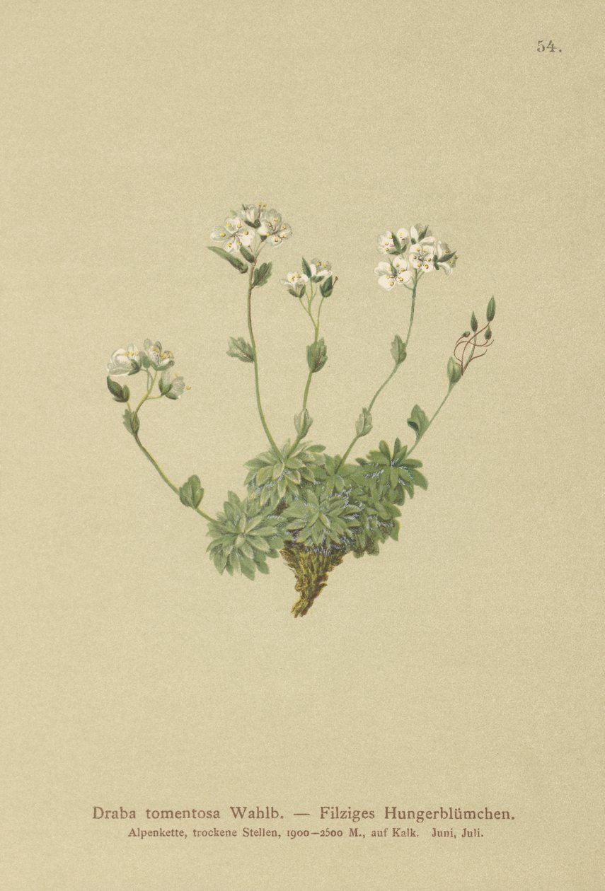 Wolley Whitlow-Græs (Draba tomentosa) af German School