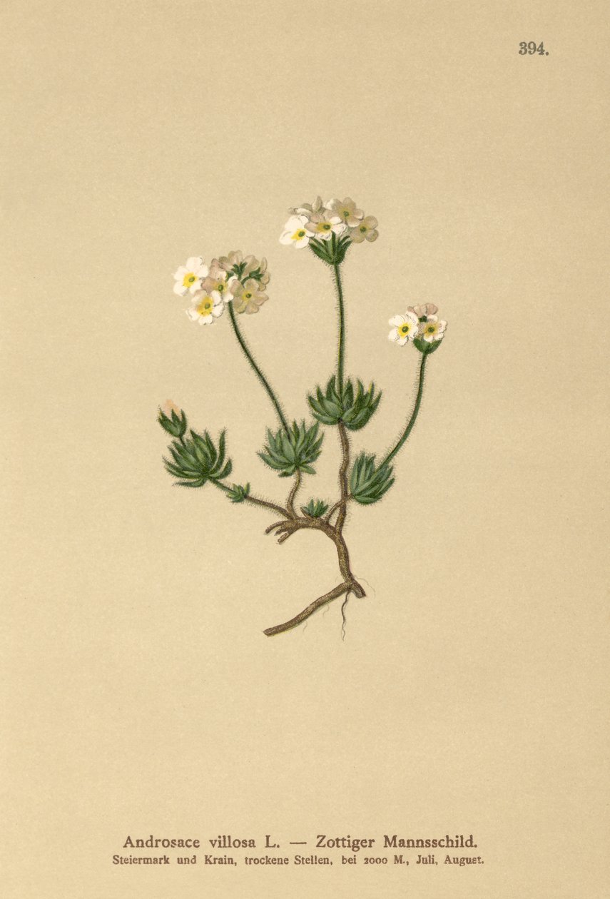 Voldsom klippejasmin (Androsace villosa) af German School