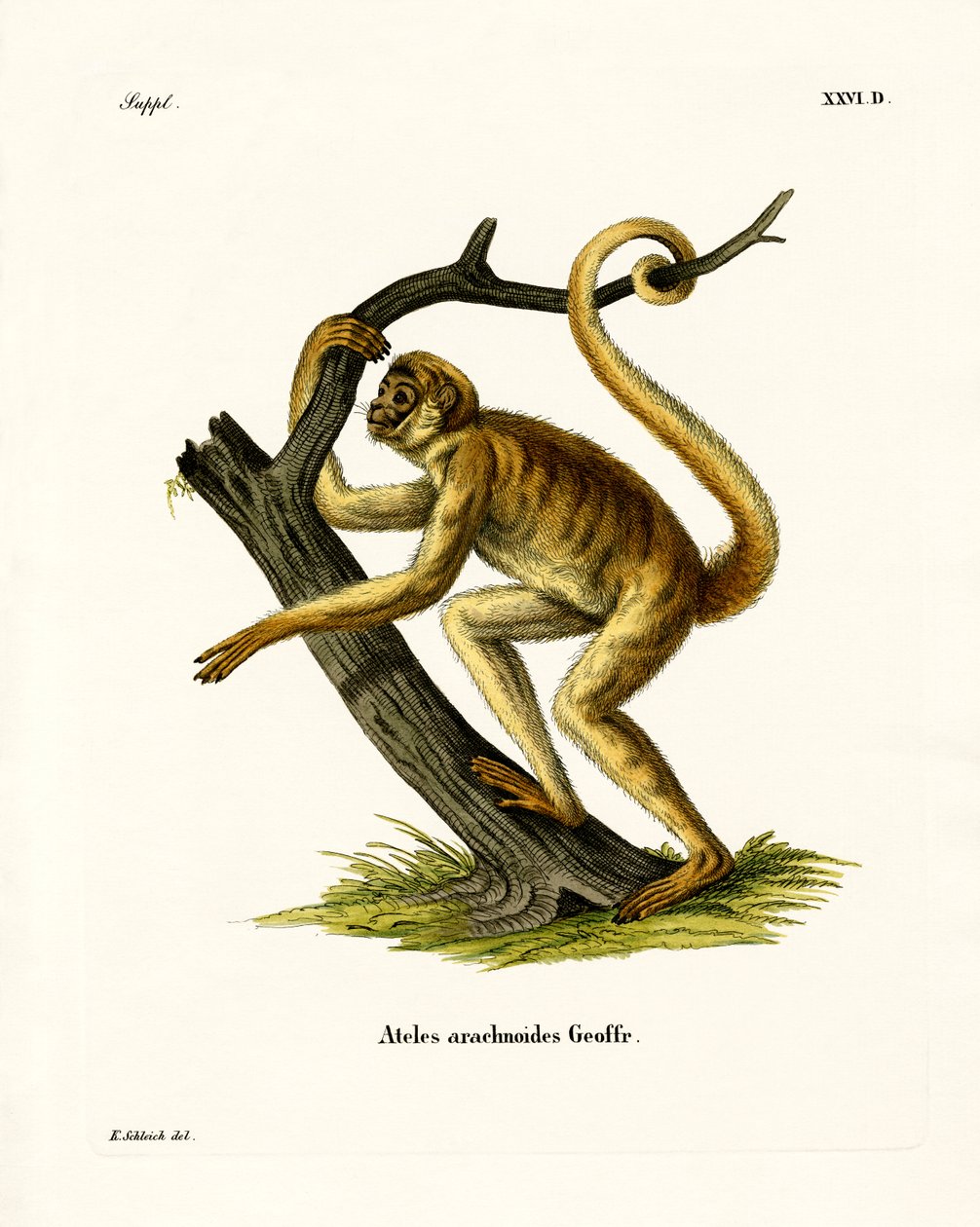 Woolly Spider Monkey (farvet indgravering) af German School