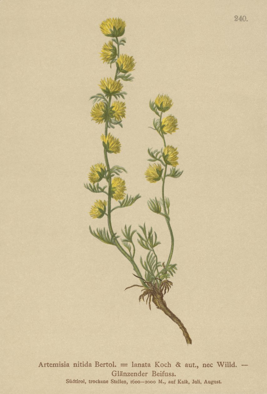 Malurt (Artemisia nitida, Artemisia lantana) af German School