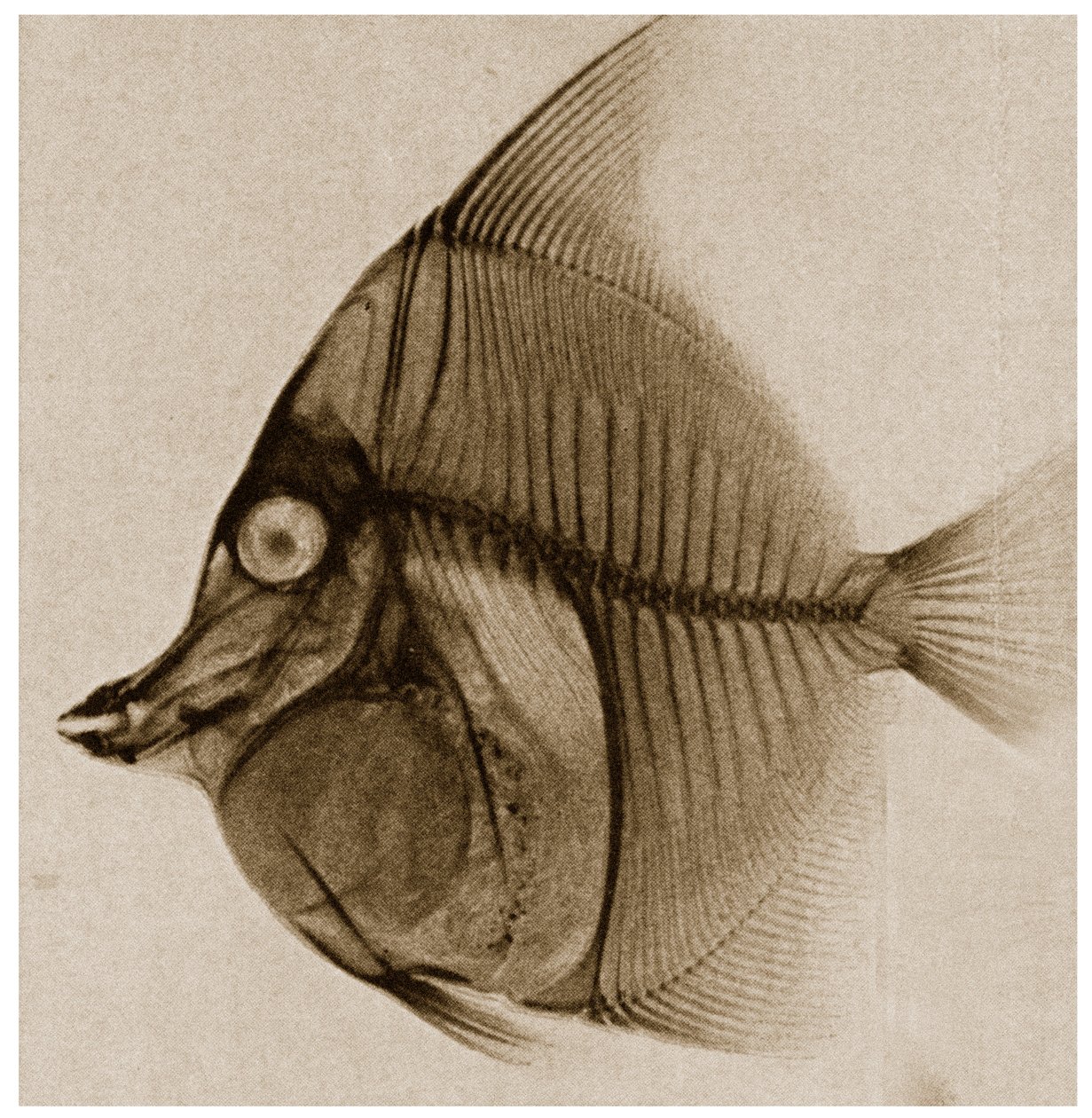 Røntgen af en fisk ca. 1890 af German School