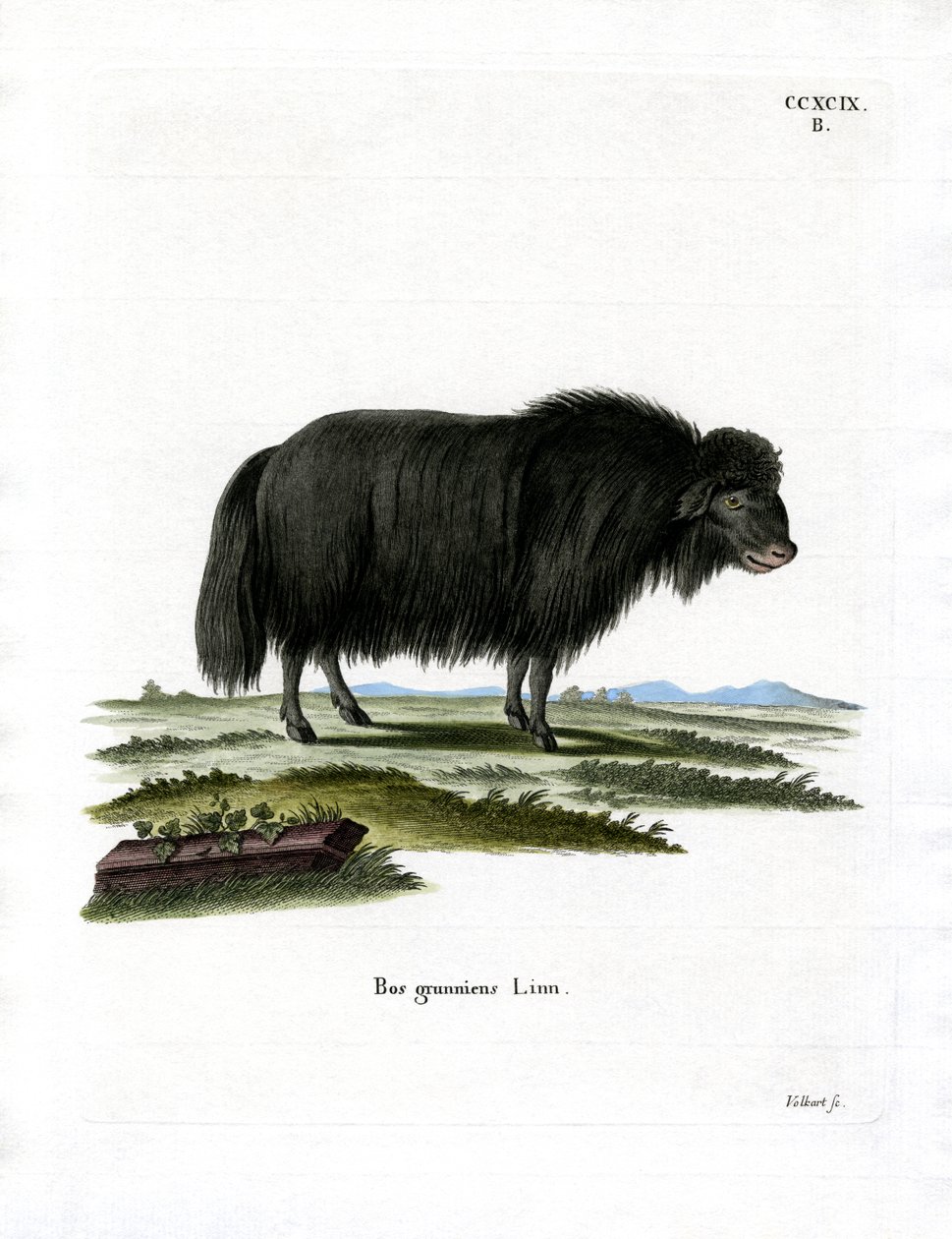 Yak (farvet gravering) af German School