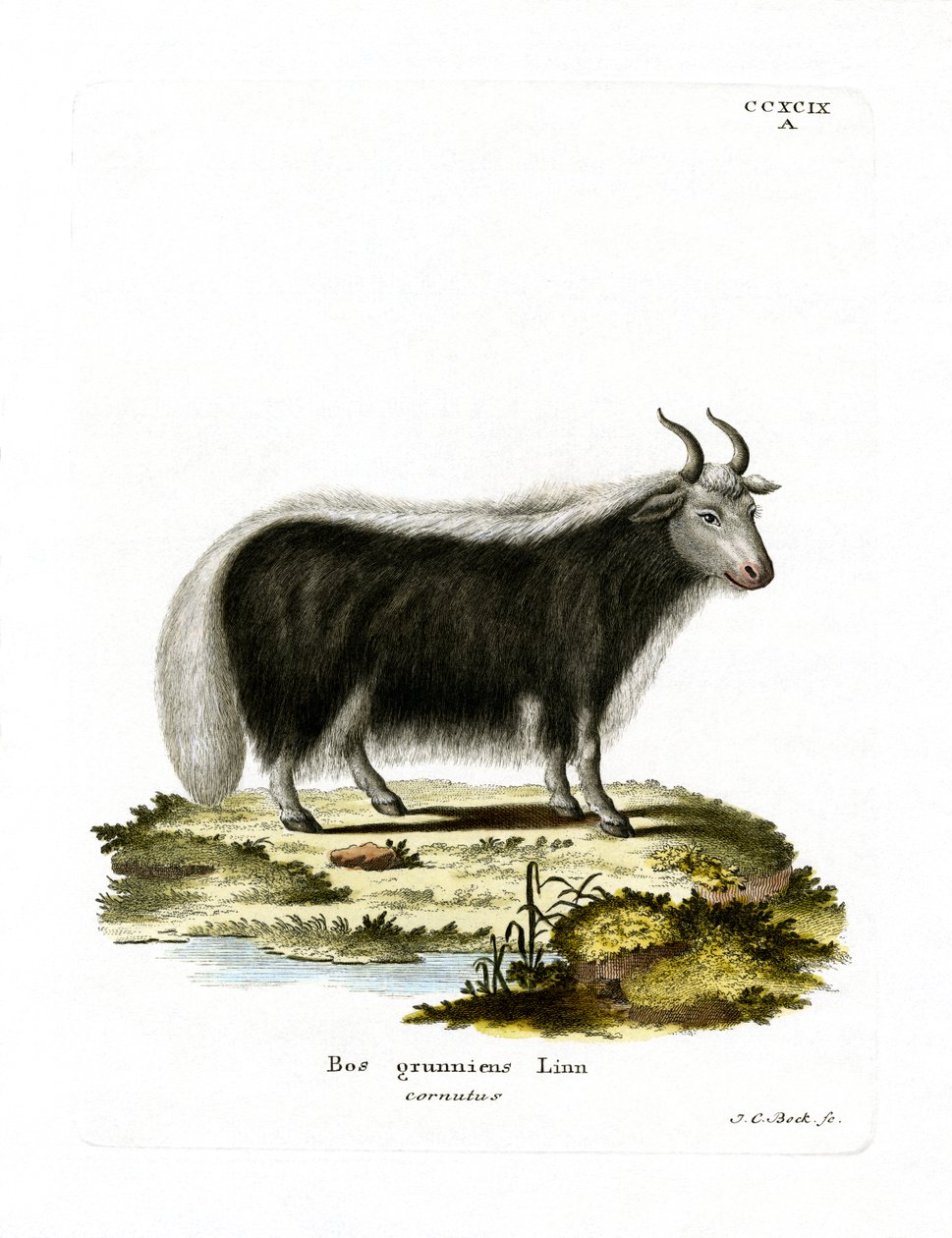 Yak (farvet gravering) af German School