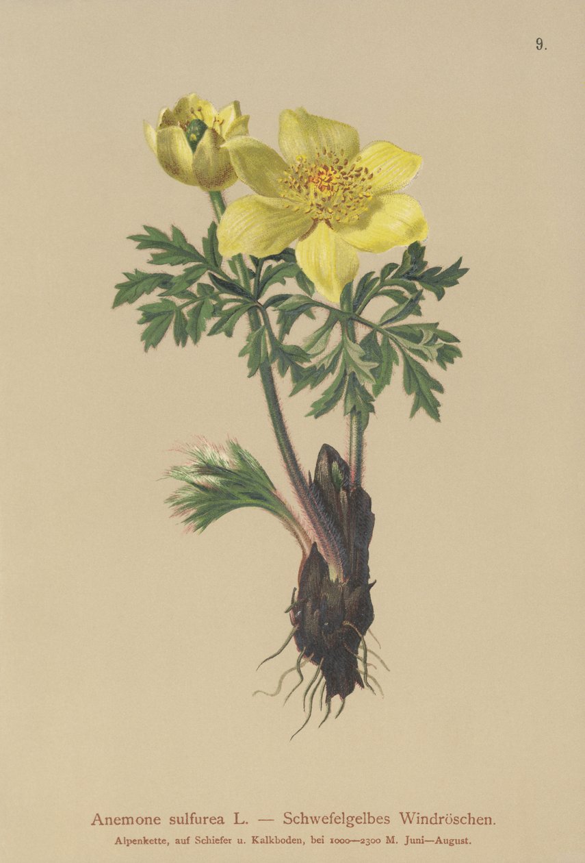 Gul anemone (Anemone sulphurea, Anemone sulphurea, Pulsatilla alpina) af German School