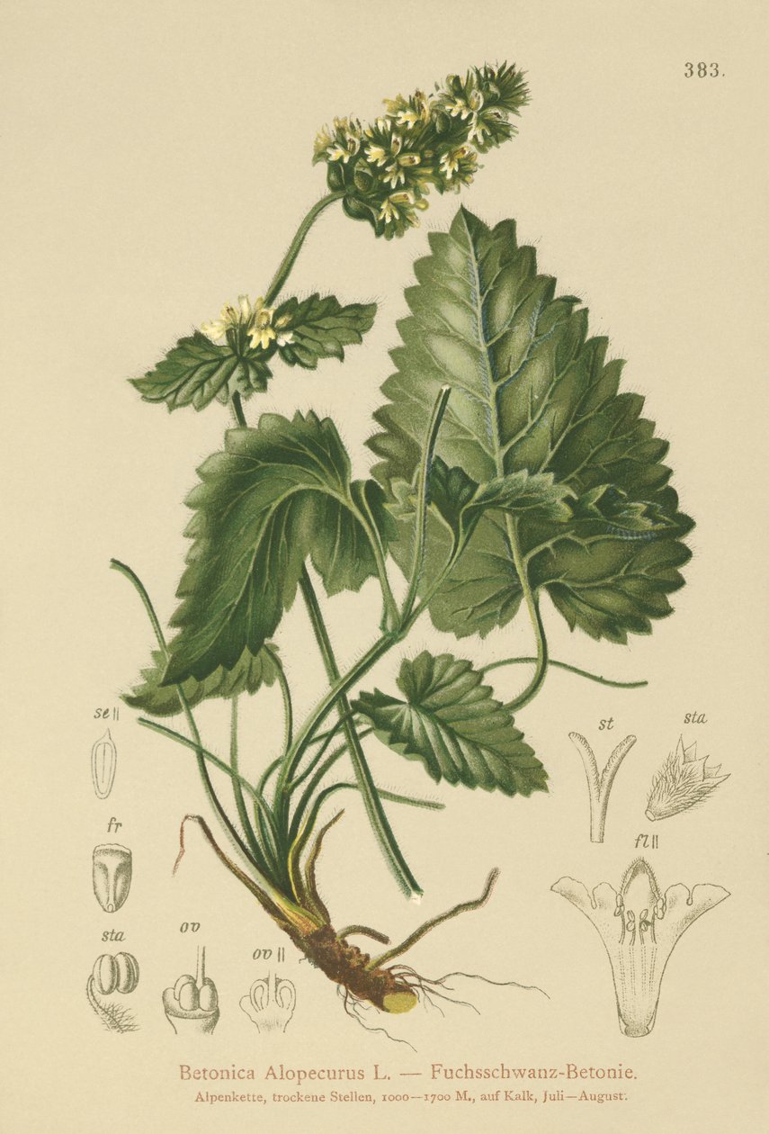 Gul Betony (Betonica Alopecurus, Stachys alopecuros) af German School