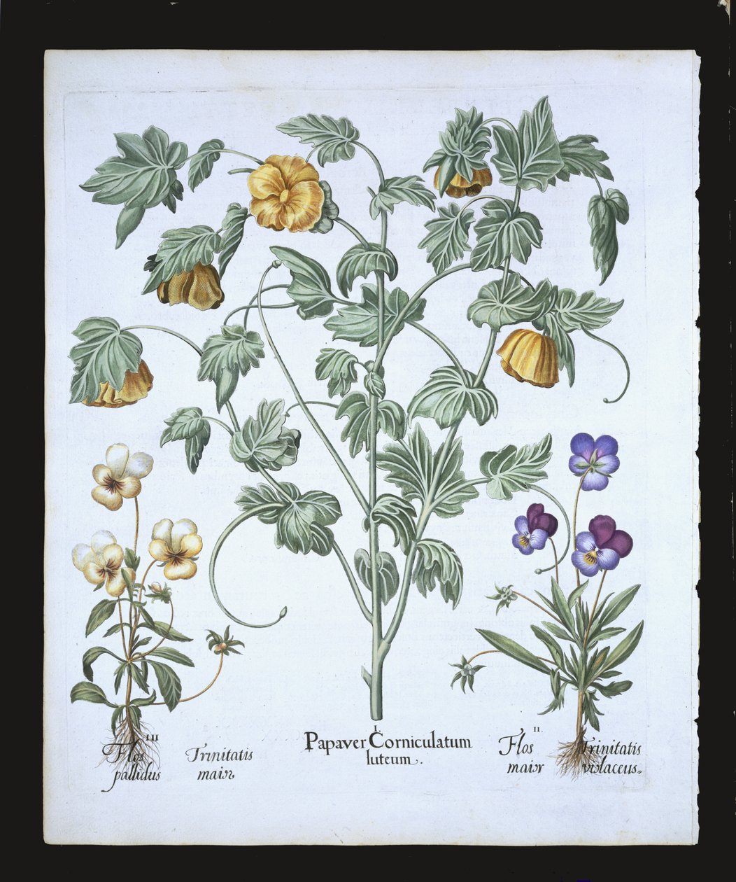 Yellow Horned Poppy, fra Hortus Eystettensis af Basil Besler (1561-1629), pub. 1613 (håndfarvet gravering) af German School