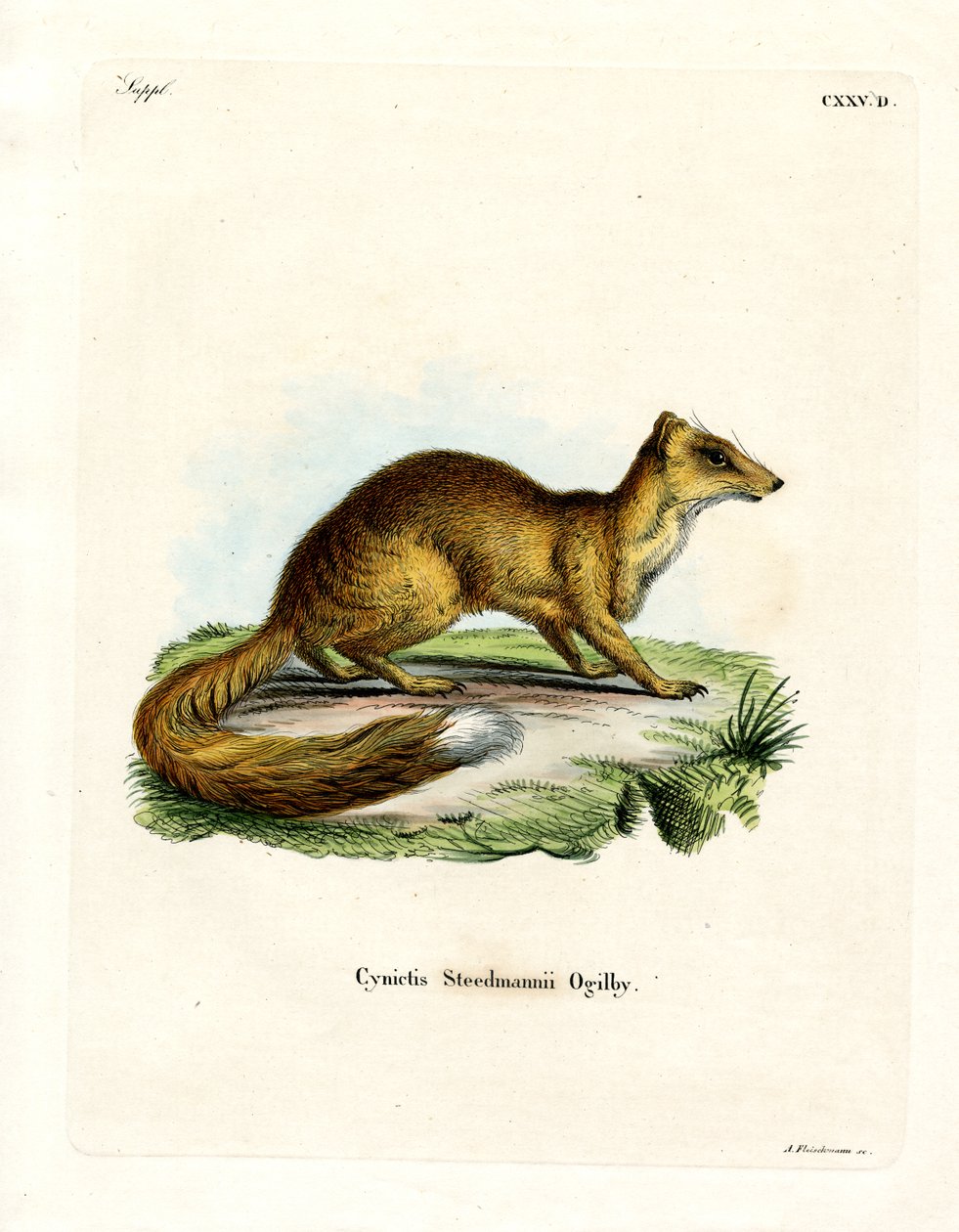 Gul Mongoose (farvet gravering) af German School