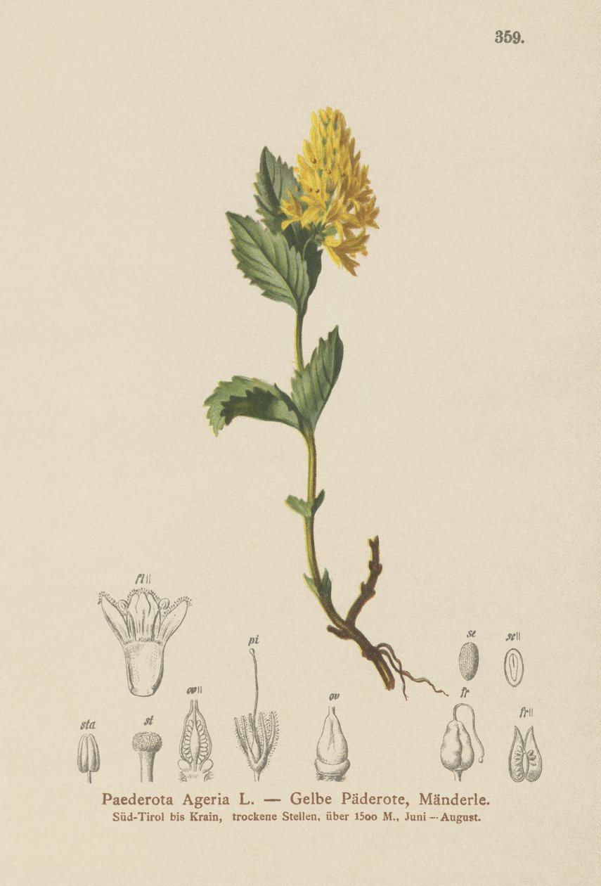Gul Paederota (Paederota ageria, Paederota lutea) af German School