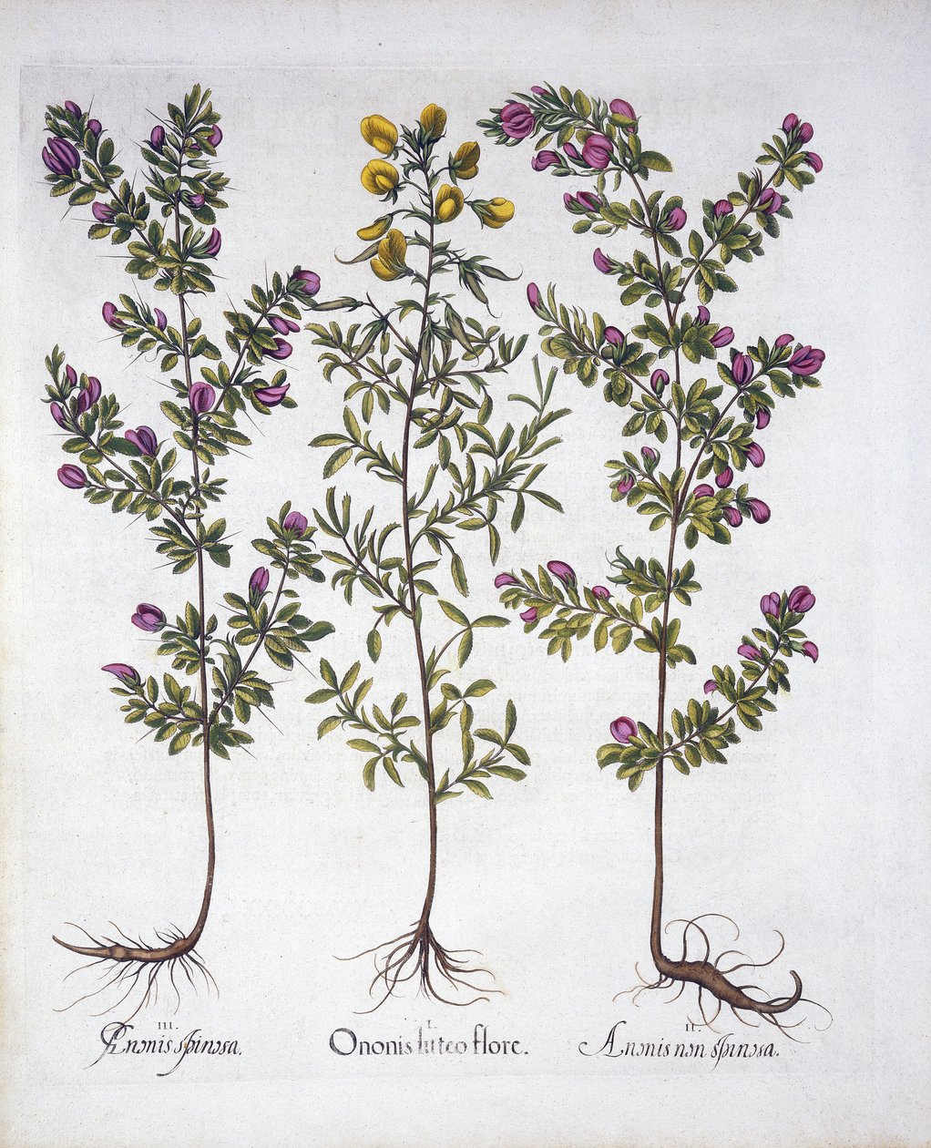 Yellow Rest-Harrow, Pink Rest-Harrow og Pink Torny Rest-Harrow, fra Hortus Eystettensis, af Basil Besler (1561-1629), pub. 1613 (håndkoloreret gravering) af German School