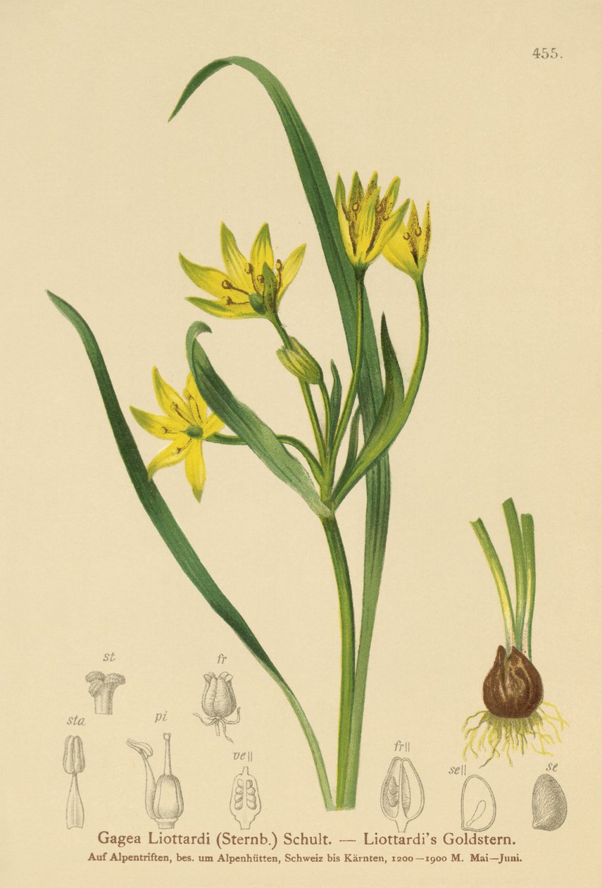 Gule Betlehemsstjerne (Gagea Liottardi, Gagea lutea, Gagea fragifera, Ornithogalum minimum var. fragiferum, Gagea fistulosa subsp. liotardii) af German School