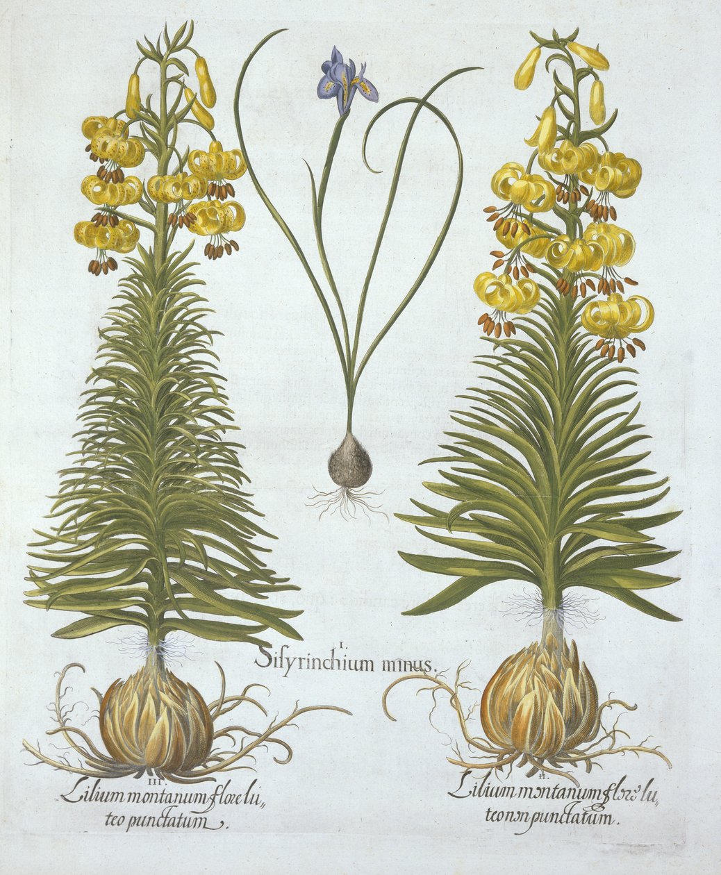 Yellow Turkscap Lily med løg og dværg blåøjet græs, fra Hortus Eystettensis, af Basil Besler (1561-1629), pub. 1613 (håndkoloreret gravering) af German School