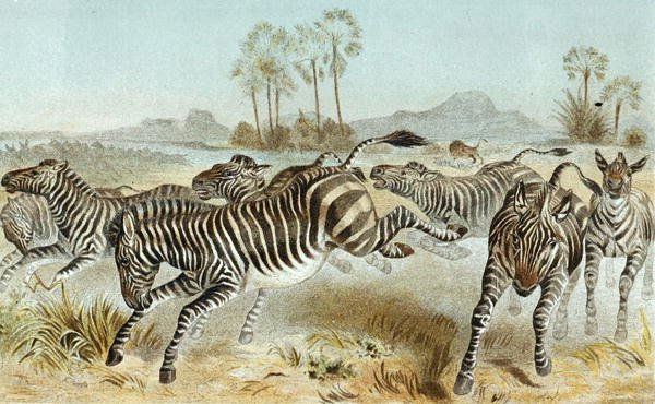 Zebra, plade fra "Brehms Tierleben: Allgemeine Kunde des Tierreichs", bind 3, s. 81, udgivet af Bibliographisches Institut af German School