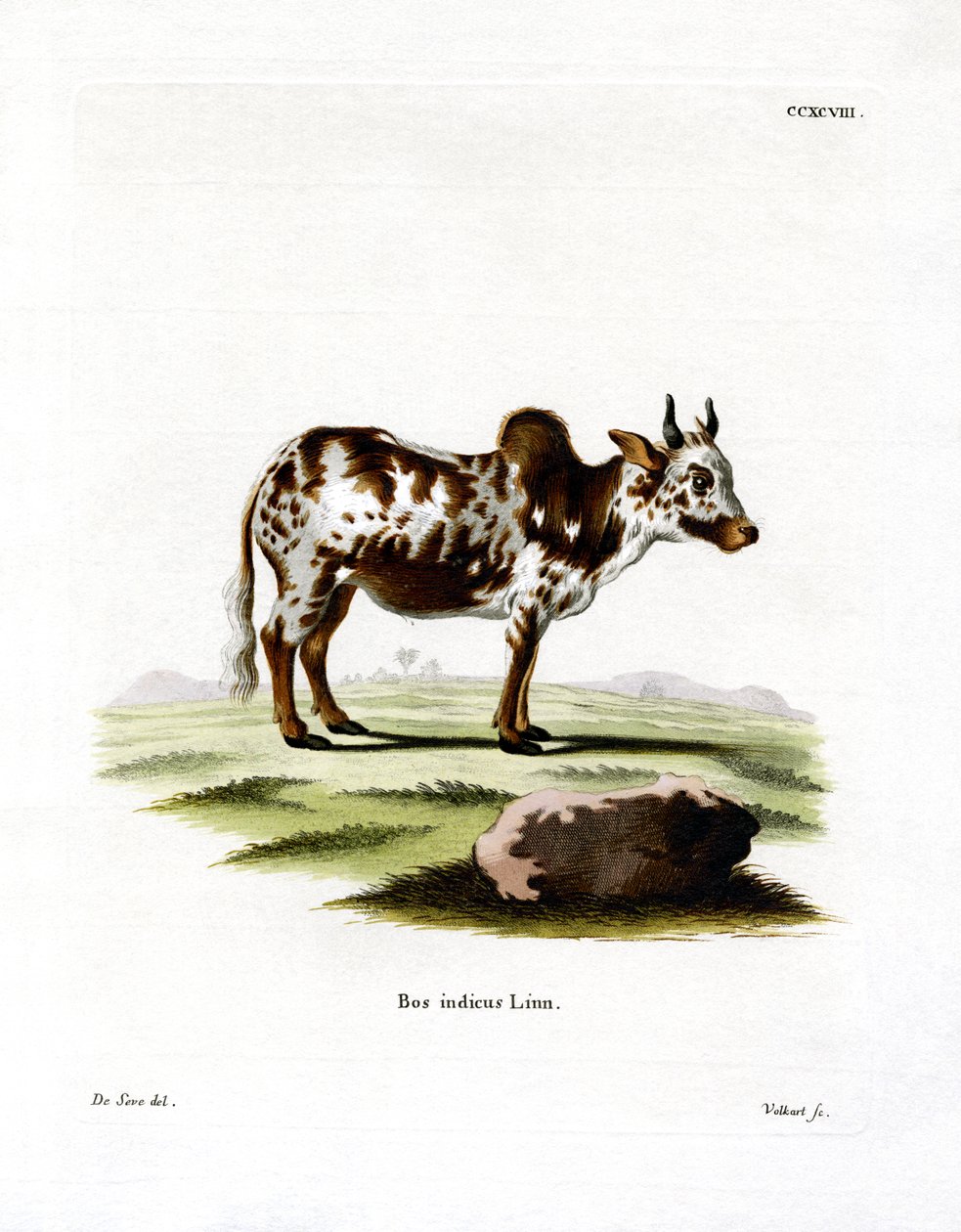 Zebu (farvet gravering) af German School