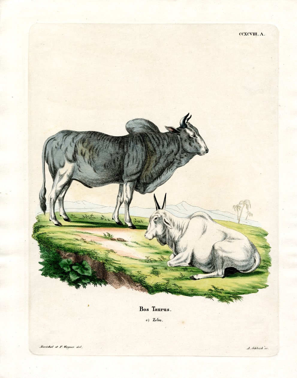 Zebu (farvet gravering) af German School