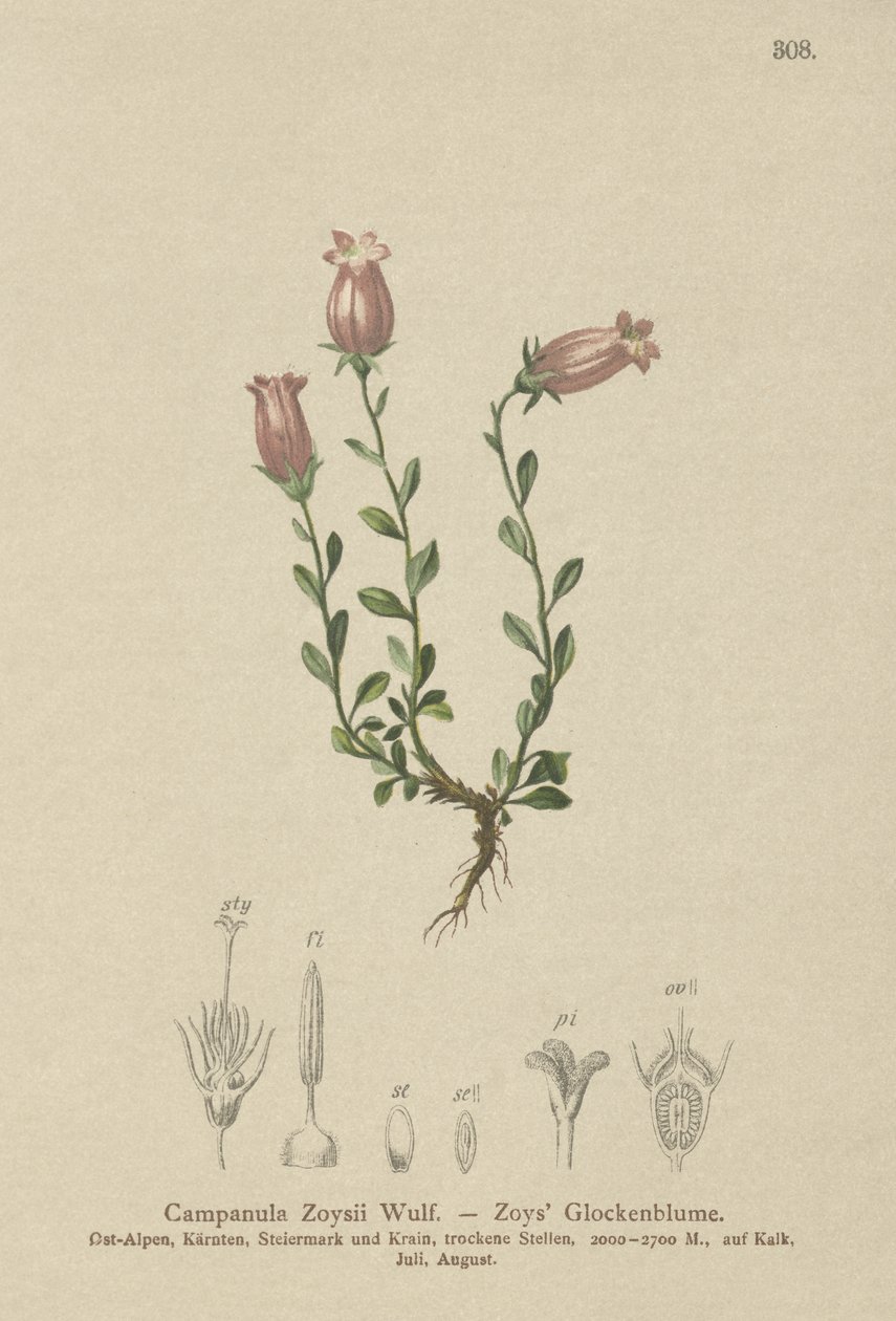 Zois klokkeblomst (Campanula Zoysii) af German School