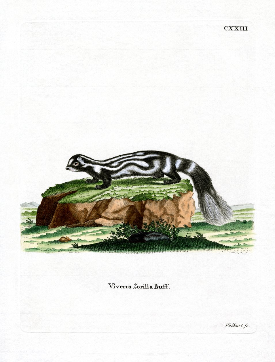 Zorilla (farvet gravering) af German School