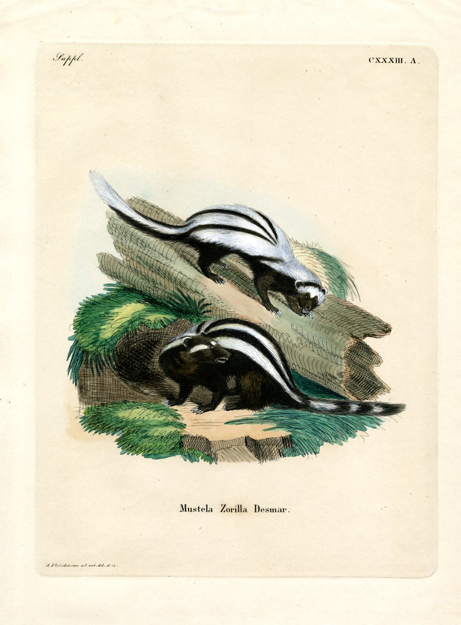 Zorilla (farvet gravering) af German School