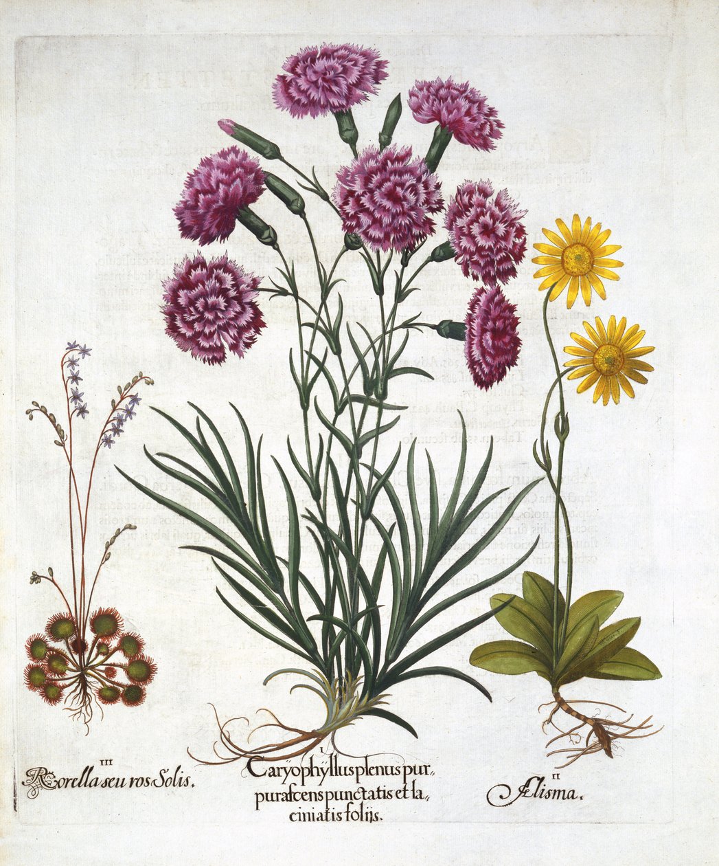 jeg. Nellik, Dianthius, ii. Arnica & iii. Rundbladet soldug fra Hortus Eystettensis, af Basil Besler (1561-1629) pub. 1613 af German School