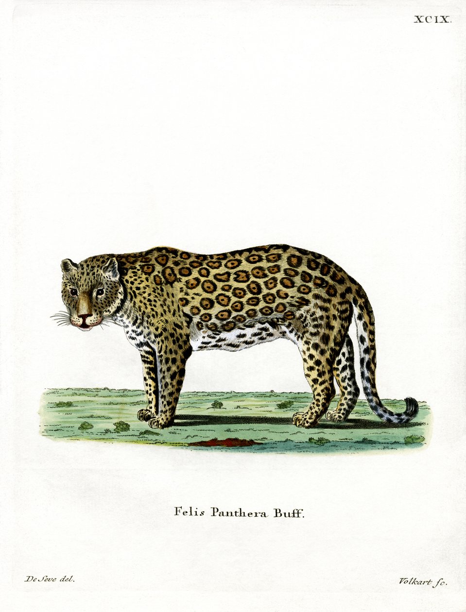 leopard (farvet gravering) af German School