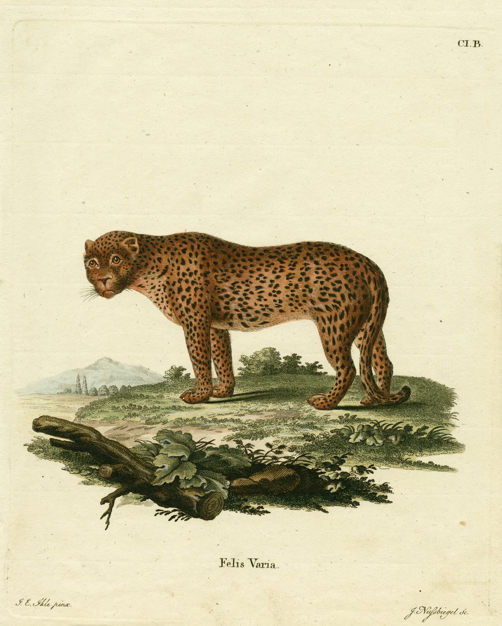 panter (farvet gravering) af German School