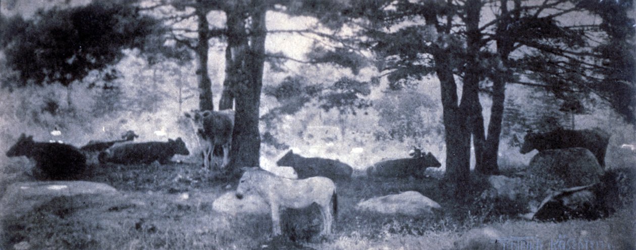 The Pathos of the Jackass af Gertrude Käsebier