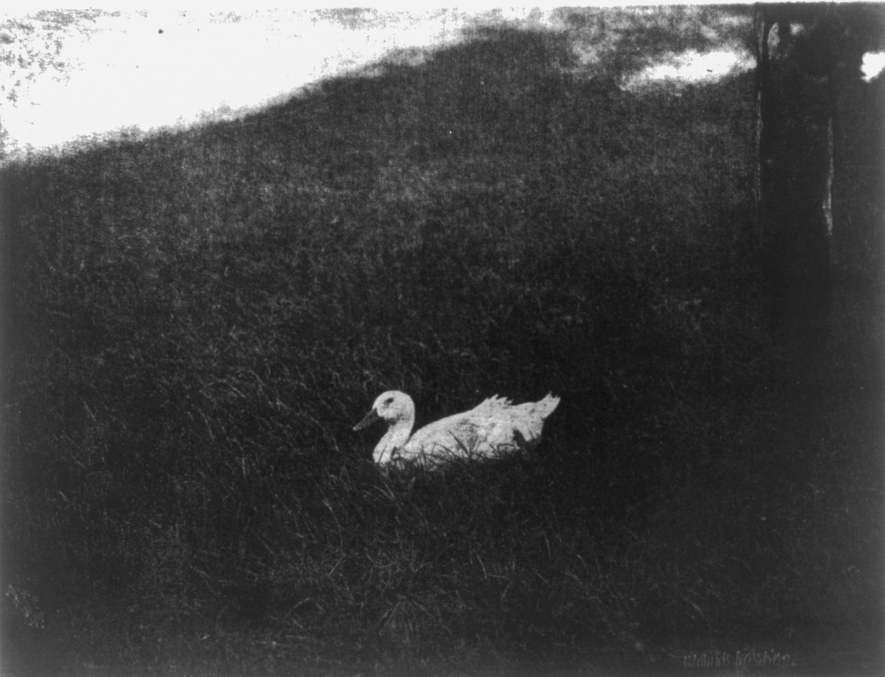 Det enkle liv af Gertrude Kasebier af Gertrude Käsebier