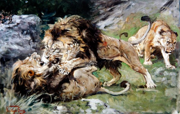 Barbary Lions Fighting, ca. 1890 (olie på lærred) af Geza Vastagh