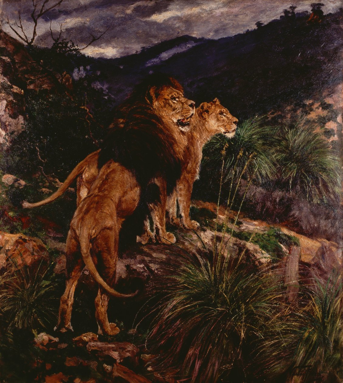 Lions Stalking (olie på lærred) af Geza Vastagh