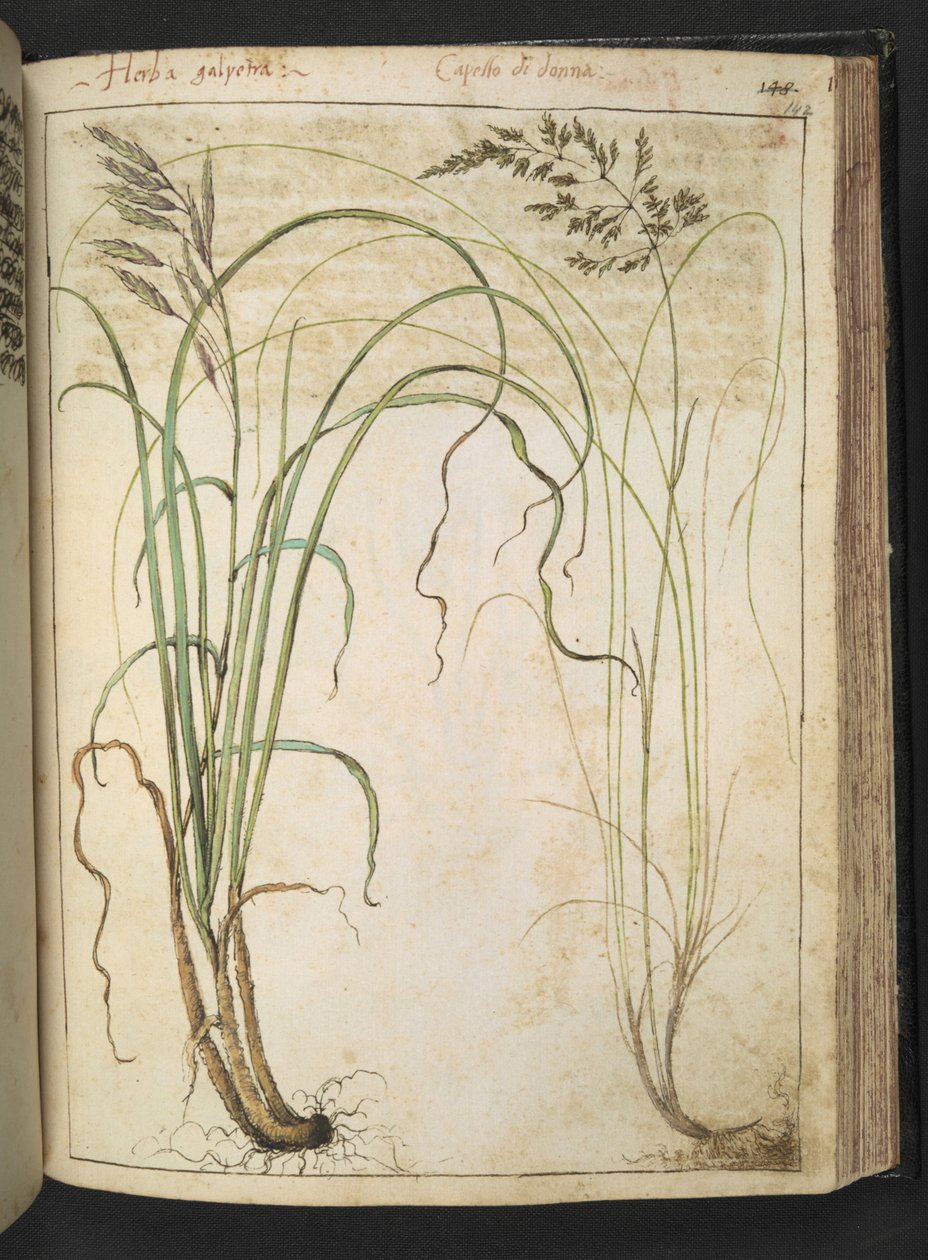 En urteplante fra "Paintings of Flora of the Roman States" af Gherardo Cibo, Add MS 22333, f142r, c.1564-84 (akvarel & gouache på papir) af Gherardo Cibo