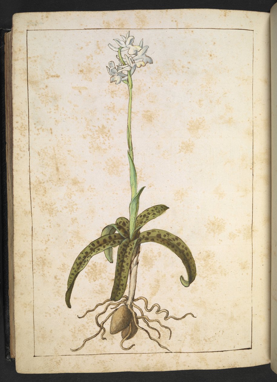 En plante med hvide kronblade, fra "Paintings of Flora of the Roman States" af Gherardo Cibo, Add MS 22333, f173v, c.1564-84 (akvarel & gouache på papir) af Gherardo Cibo