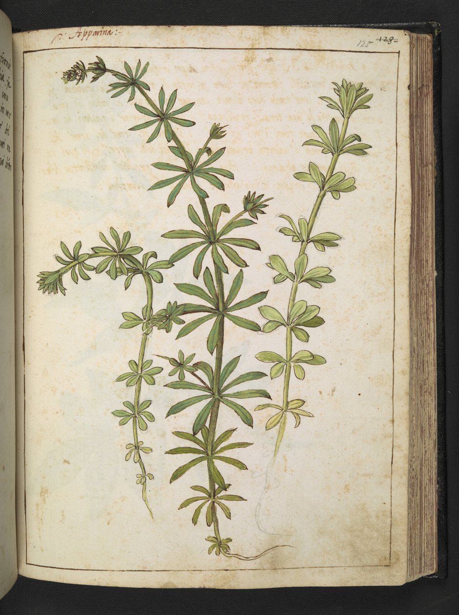 En plante med grønne blade, fra "Paintings of Flora of the Roman States" af Gherardo Cibo, Add MS 22333, f125r, c.1564-84 (akvarel & gouache på papir) af Gherardo Cibo