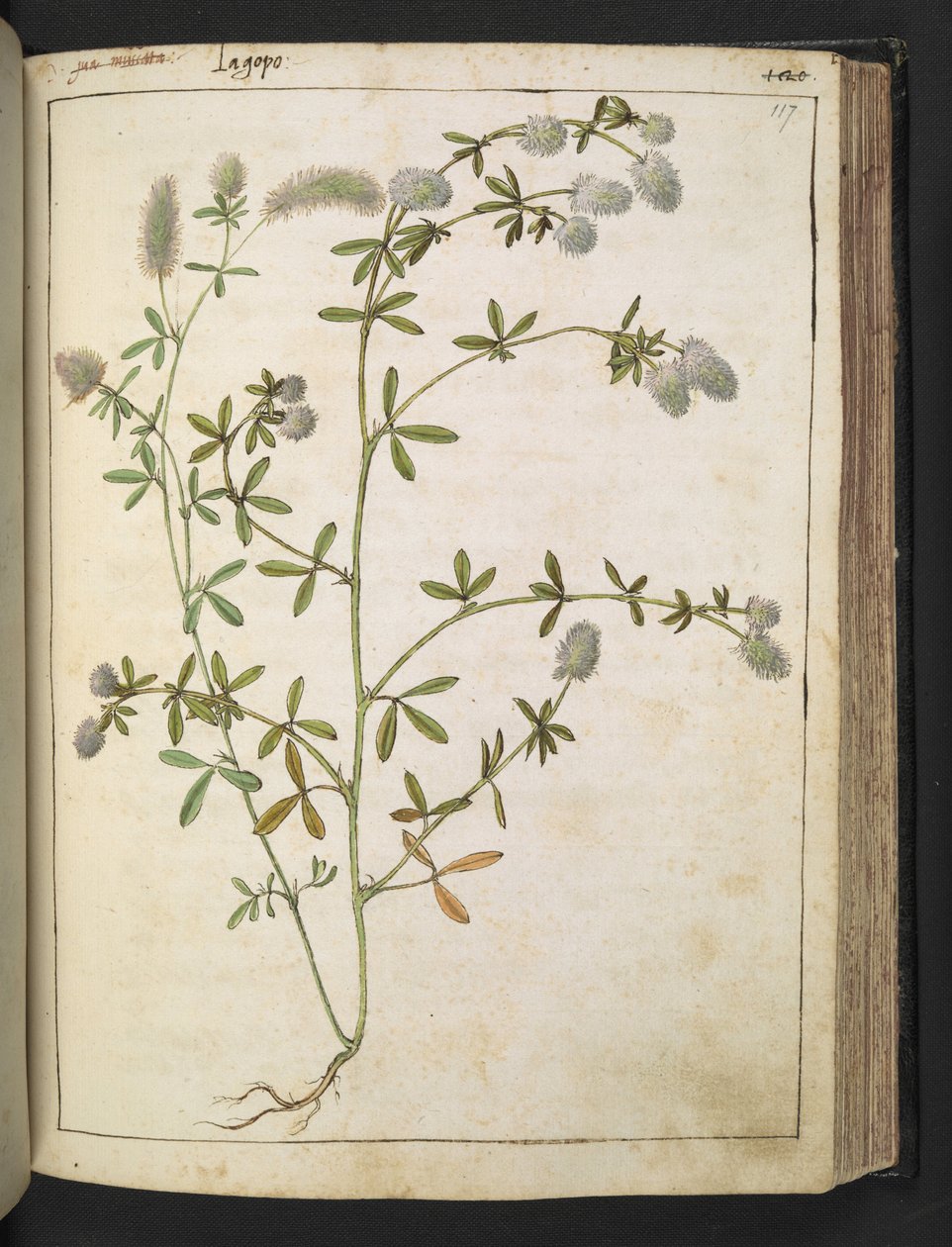 En plante med hvide blomster. , fra "Paintings of Flora of the Roman States" af Gherardo Cibo, Add MS 22333, f117r, c.1564-84 (akvarel & gouache på papir) af Gherardo Cibo